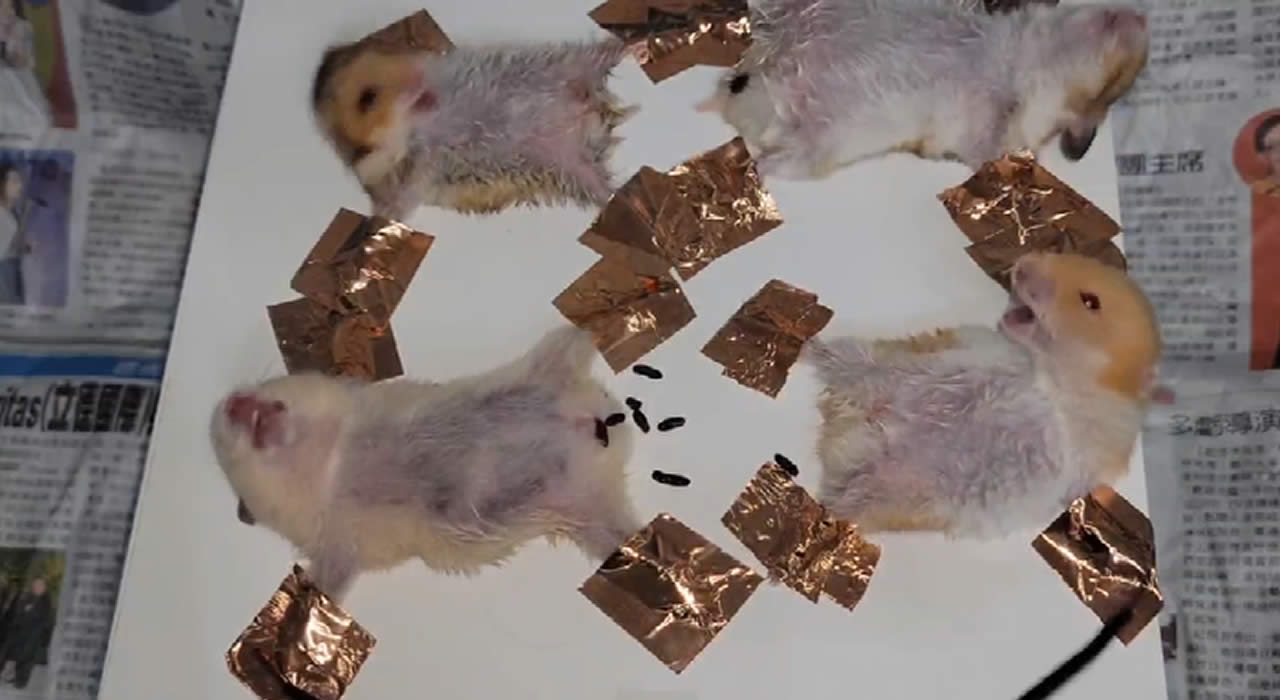 What Happens If A Hamster Is Exposed To Electricity?