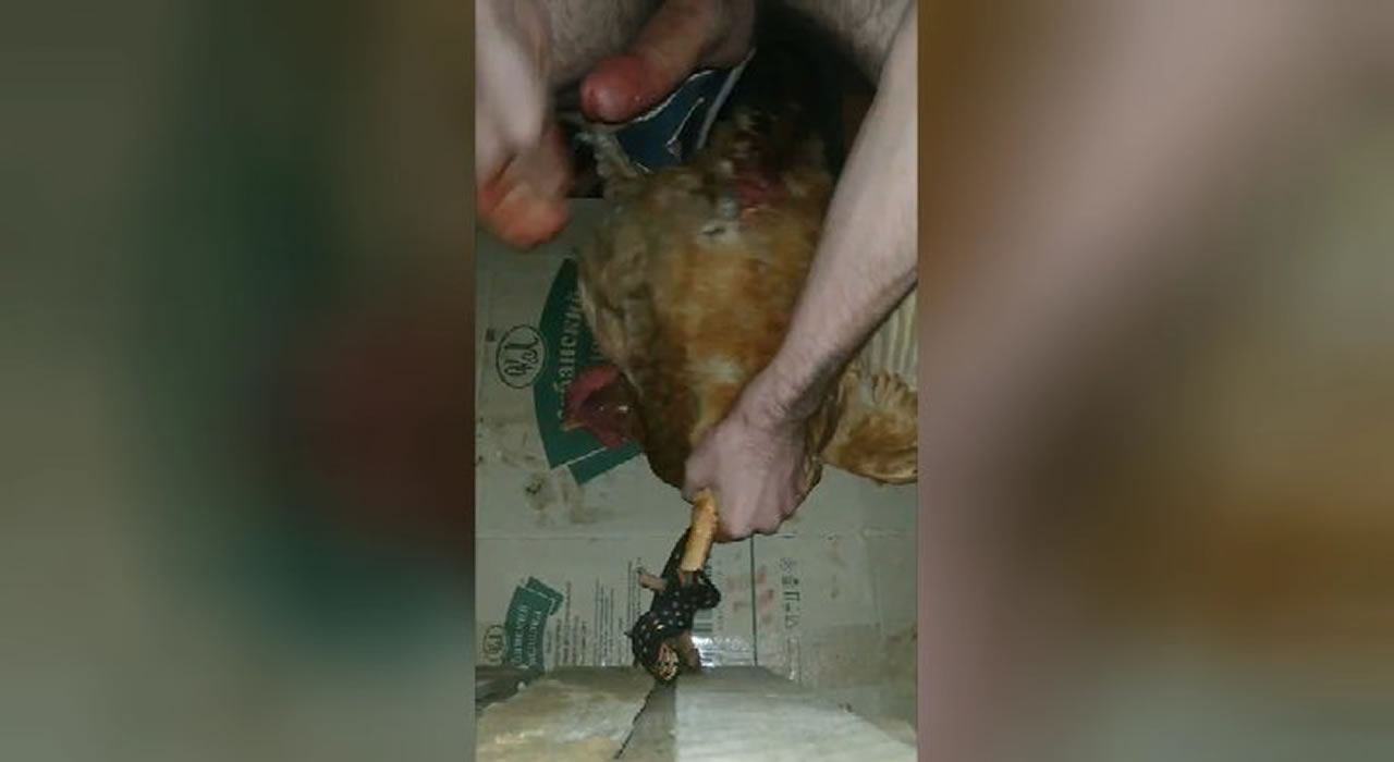 Dude fucks a chicken. Video. Russia. DEADHOUSE