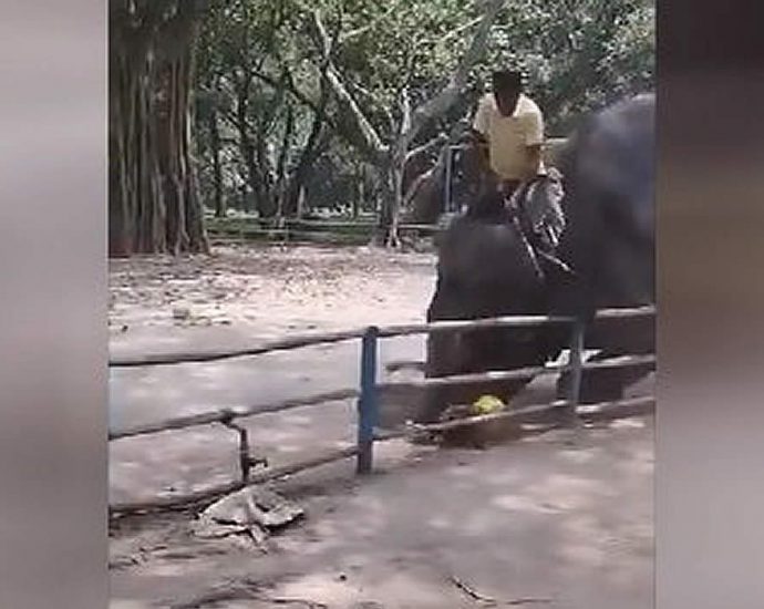 Слон затоптал подростка