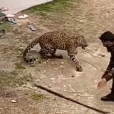 Нападение леопарда