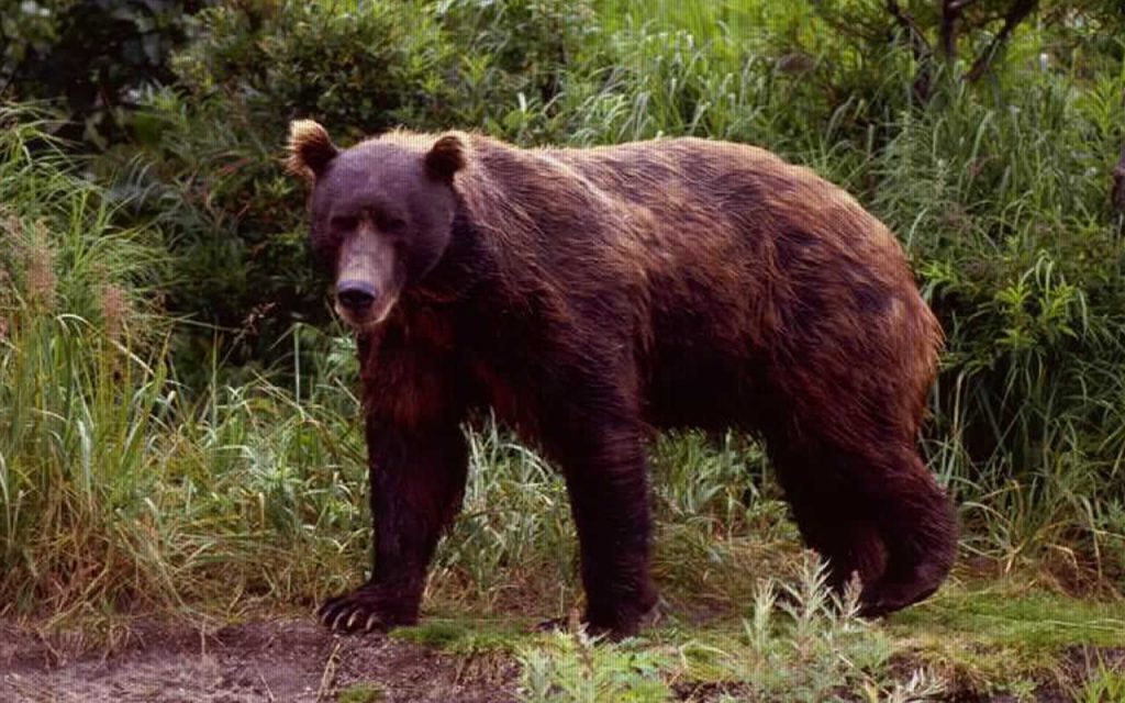 Медведь напал на американских туристов