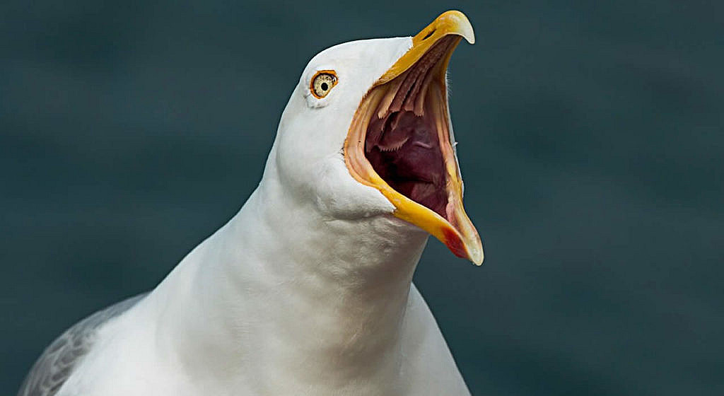 Man raped a seagull