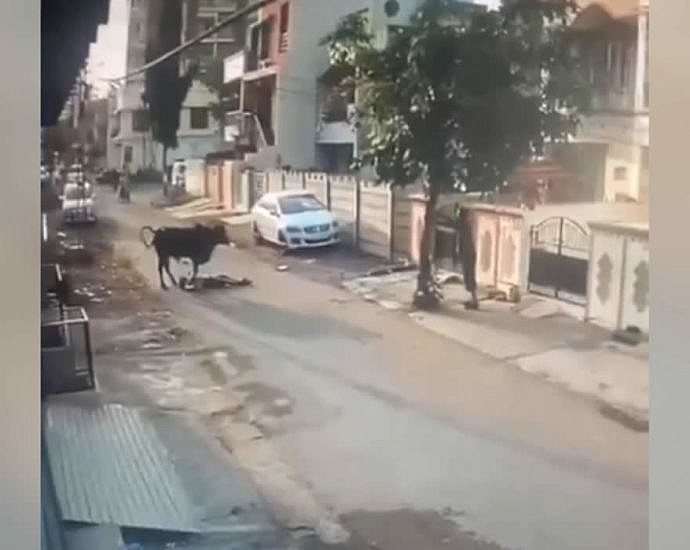 Корова есть человека