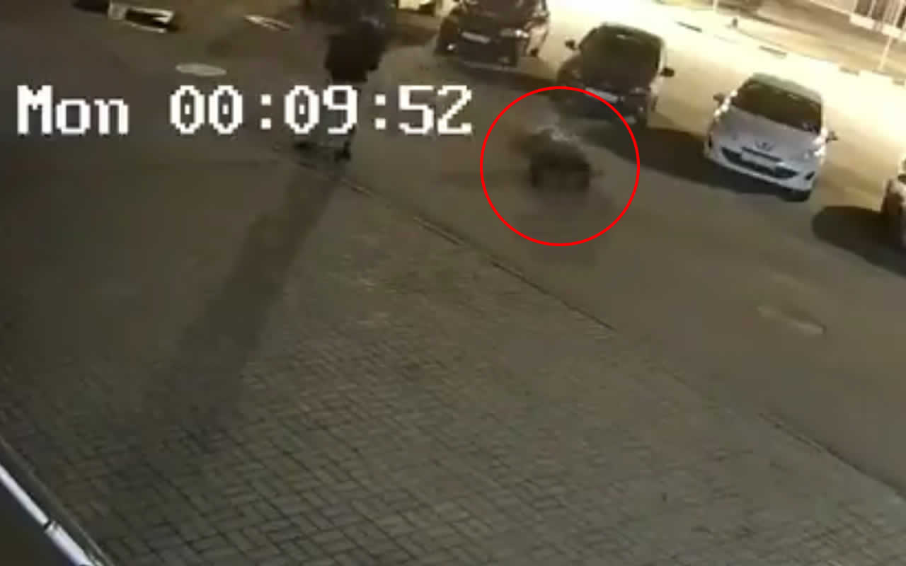 Нападение на ярославль. Медведь напал на человека в Ярославле. Нападение белого медведя на человека фото. Москва напала на Ярославль.