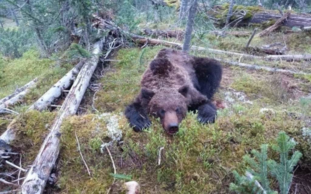Bear corpse