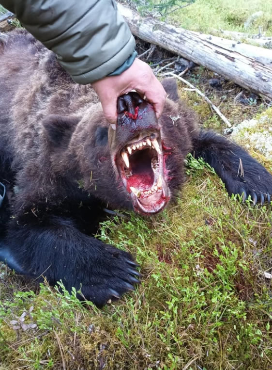 Slain Man-Eating Bear