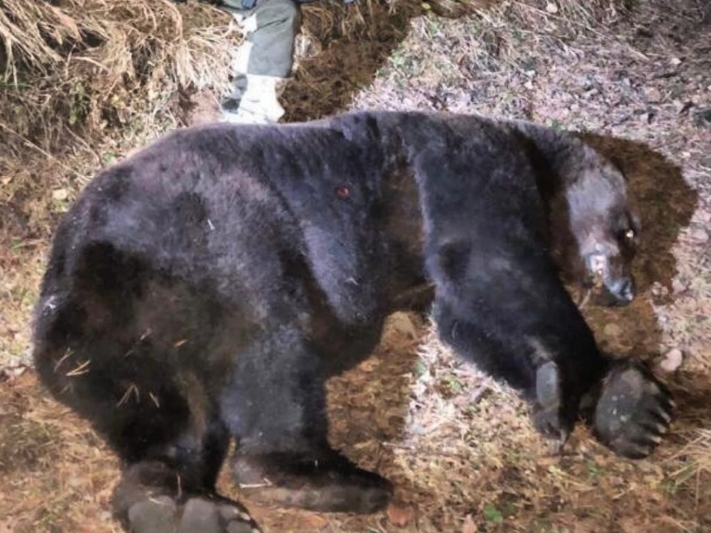 Медведь-трупоед застрелен