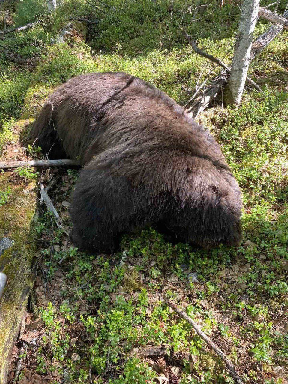 The hunter killed the bear