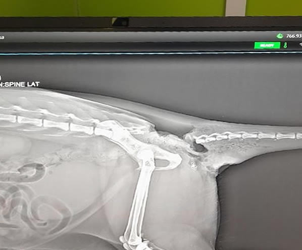 X-ray of a raped cat