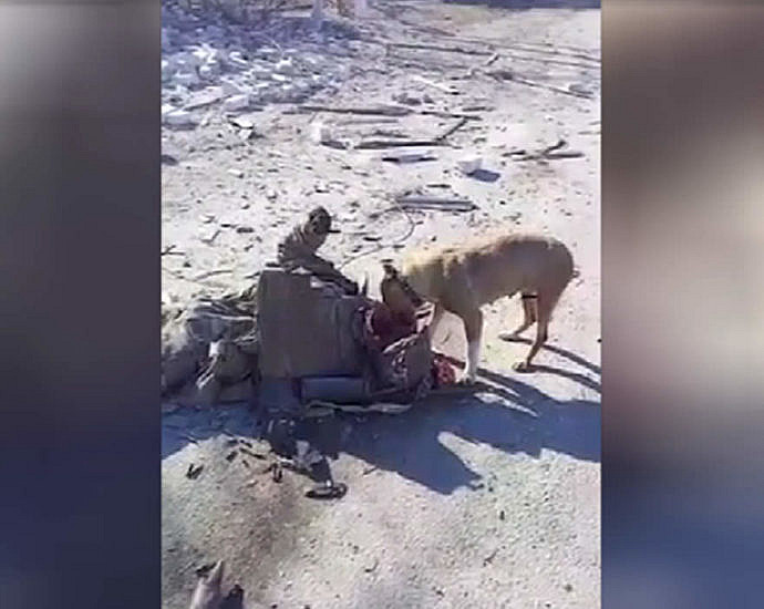 Трупы украинских солдат едят собаки