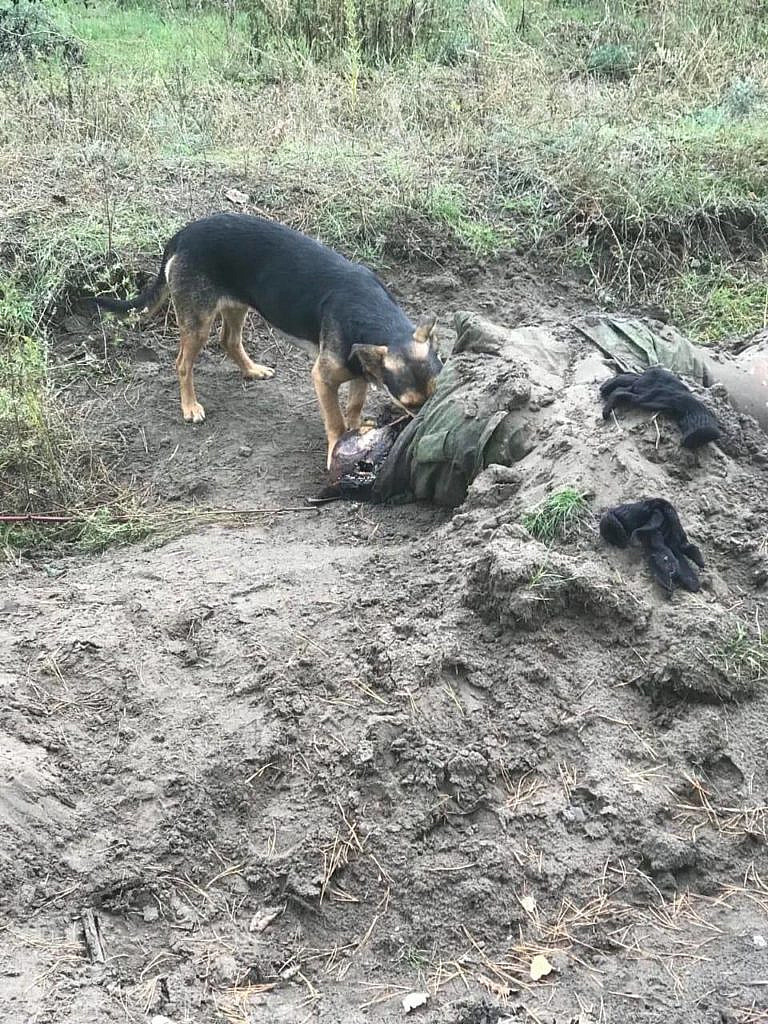 Собака поедает труп солдата