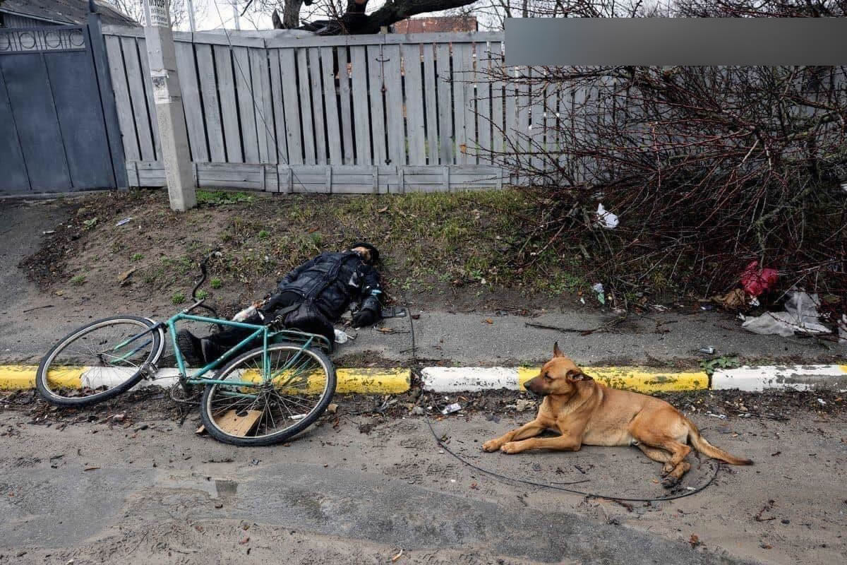 Мертвый велосипедист и собака. Буча